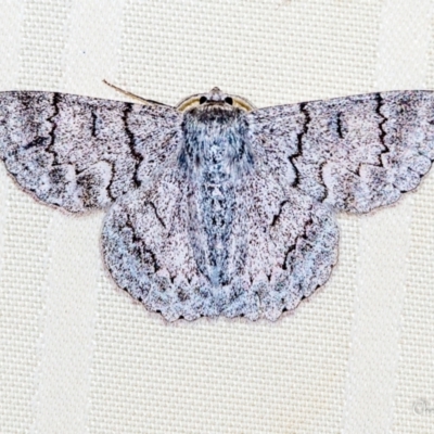 Crypsiphona ocultaria (Red-lined Looper Moth) at Macarthur, ACT - 1 Jan 2021 by ChrisBlunt