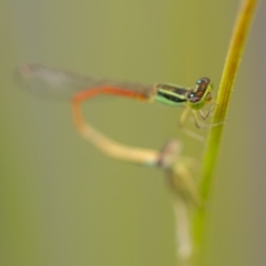 Ischnura aurora (Aurora Bluetail) at Holt, ACT - 3 Jan 2021 by trevsci