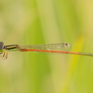 Ischnura aurora at Molonglo River Reserve - 3 Jan 2021