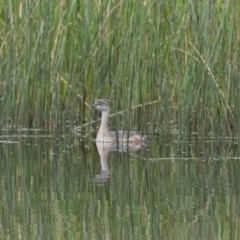 Tachybaptus novaehollandiae (Australasian Grebe) at Kama - 3 Jan 2021 by trevsci