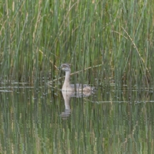 Tachybaptus novaehollandiae at Molonglo River Reserve - 3 Jan 2021