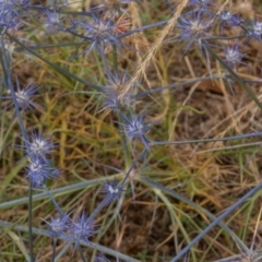 Eryngium ovinum (Blue Devil) at Molonglo Valley, ACT - 3 Jan 2021 by trevsci