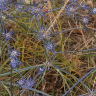 Eryngium ovinum (Blue Devil) at Molonglo Valley, ACT - 3 Jan 2021 by trevsci