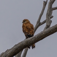 Falco cenchroides (Nankeen Kestrel) at Molonglo River Reserve - 3 Jan 2021 by trevsci