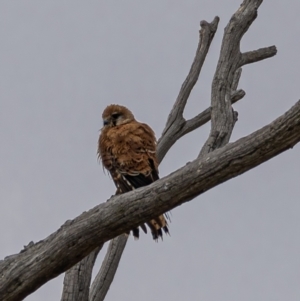 Falco cenchroides at Molonglo River Reserve - 3 Jan 2021 05:16 PM