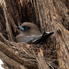 Artamus cyanopterus cyanopterus (Dusky Woodswallow) at Molonglo River Reserve - 3 Jan 2021 by trevsci