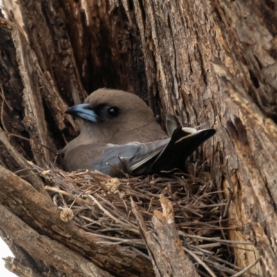 Artamus cyanopterus (Dusky Woodswallow) at Holt, ACT - 3 Jan 2021 by trevsci