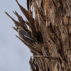 Artamus cyanopterus at Molonglo River Reserve - 3 Jan 2021