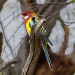 Platycercus eximius (Eastern Rosella) at Kama - 3 Jan 2021 by trevsci