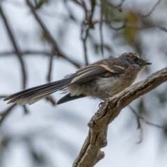 Rhipidura albiscapa (Grey Fantail) at Molonglo River Reserve - 3 Jan 2021 by trevsci