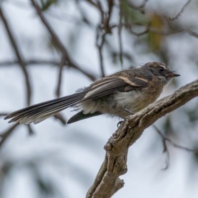 Rhipidura albiscapa (Grey Fantail) at Kama - 3 Jan 2021 by trevsci