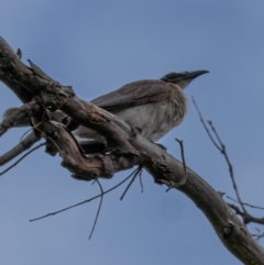 Philemon corniculatus (Noisy Friarbird) at Kama - 3 Jan 2021 by trevsci