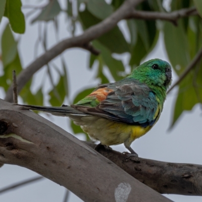 Psephotus haematonotus (Red-rumped Parrot) at Molonglo River Reserve - 3 Jan 2021 by trevsci