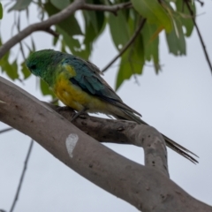 Psephotus haematonotus at Molonglo River Reserve - 3 Jan 2021