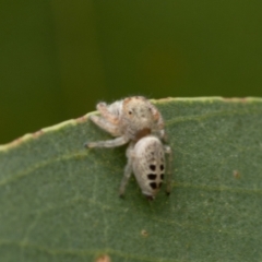 Opisthoncus sexmaculatus (Six-marked jumping spider) at Holt, ACT - 3 Jan 2021 by trevsci