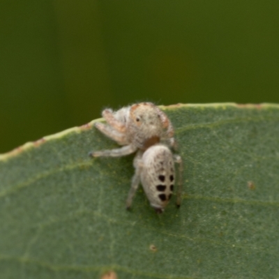 Opisthoncus sexmaculatus (Six-marked jumping spider) at Kama - 3 Jan 2021 by trevsci