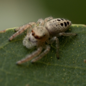 Opisthoncus sexmaculatus at Molonglo River Reserve - 3 Jan 2021 04:53 PM