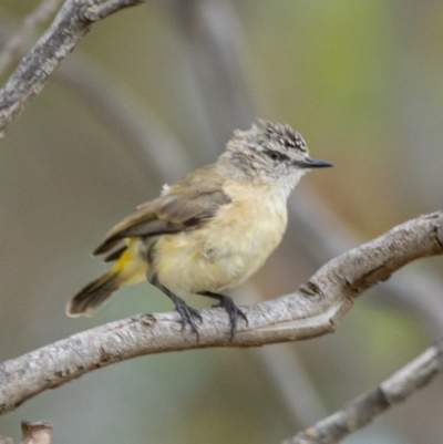 Acanthiza chrysorrhoa (Yellow-rumped Thornbill) at Molonglo River Reserve - 3 Jan 2021 by trevsci