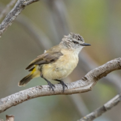 Acanthiza chrysorrhoa (Yellow-rumped Thornbill) at Kama - 3 Jan 2021 by trevsci