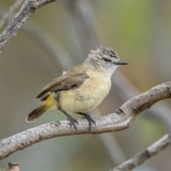 Acanthiza chrysorrhoa (Yellow-rumped Thornbill) at Holt, ACT - 3 Jan 2021 by trevsci