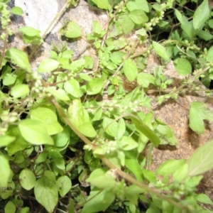 Parietaria debilis at Jones Creek, NSW - 4 Nov 2015