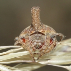 Dolophones turrigera (Turret spider) at Acton, ACT - 1 Jan 2021 by TimL