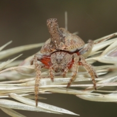 Dolophones turrigera at Acton, ACT - suppressed