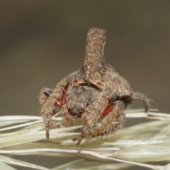 Dolophones turrigera at Acton, ACT - suppressed