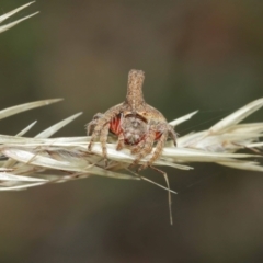 Dolophones turrigera at Acton, ACT - suppressed