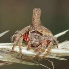 Dolophones turrigera at Acton, ACT - suppressed