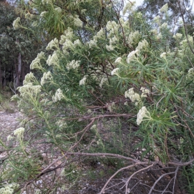 Cassinia longifolia (Shiny Cassinia, Cauliflower Bush) at Currawang, NSW - 28 Dec 2020 by camcols