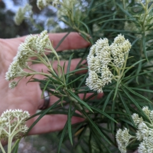 Cassinia longifolia at Currawang, NSW - 28 Dec 2020