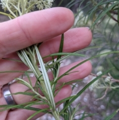 Cassinia longifolia at Currawang, NSW - 28 Dec 2020