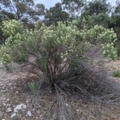 Cassinia longifolia at Currawang, NSW - 28 Dec 2020