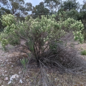 Cassinia longifolia at Currawang, NSW - 28 Dec 2020