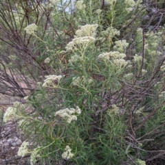 Cassinia longifolia at Currawang, NSW - 28 Dec 2020