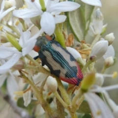 Castiarina erasma (Lovable jewel beetle) at Tuggeranong Hill - 27 Dec 2020 by Owen