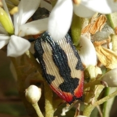 Castiarina erasma at Theodore, ACT - 28 Dec 2020 08:10 AM