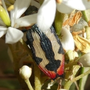 Castiarina erasma at Theodore, ACT - 28 Dec 2020 08:10 AM