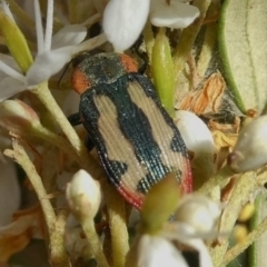 Castiarina erasma at Theodore, ACT - 28 Dec 2020 08:10 AM