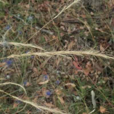 Dichelachne crinita (Long-hair Plume Grass) at Cook, ACT - 31 Dec 2020 by CathB