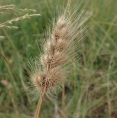 Cynosurus echinatus (Rough Dog's Tail Grass) at Cook, ACT - 2 Jan 2021 by CathB