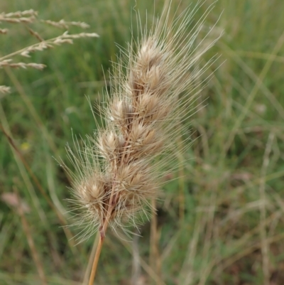 Cynosurus echinatus (Rough Dog's Tail Grass) at Cook, ACT - 2 Jan 2021 by CathB