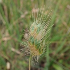 Cynosurus echinatus at Cook, ACT - 2 Jan 2021