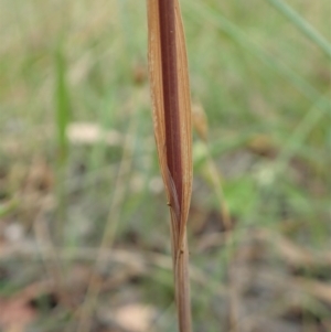 Cynosurus echinatus at Cook, ACT - 2 Jan 2021