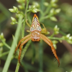 Arkys walckenaeri (Triangle spider) at Downer, ACT - 3 Jan 2021 by TimL