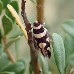 Macrobathra (genus) (A cosmet moth) at Cook, ACT - 2 Jan 2021 by CathB