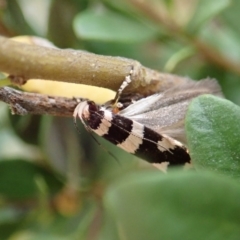 Macrobathra (genus) at Cook, ACT - 2 Jan 2021