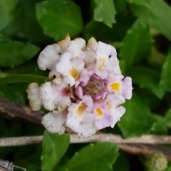 Phyla nodiflora (Lippia, Carpet Weed, Frog Fruit) at Burrinjuck, NSW - 4 Jan 2021 by tpreston