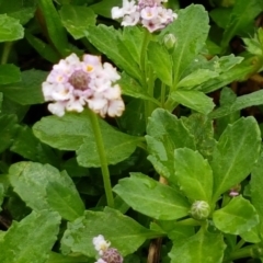 Phyla nodiflora at Burrinjuck, NSW - 4 Jan 2021